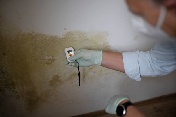Best Commercial Mold Remediation in Thibodaux, LA